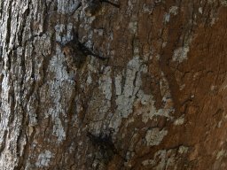 QueenVictoria2015-037